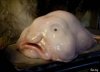 blobfish3.jpg